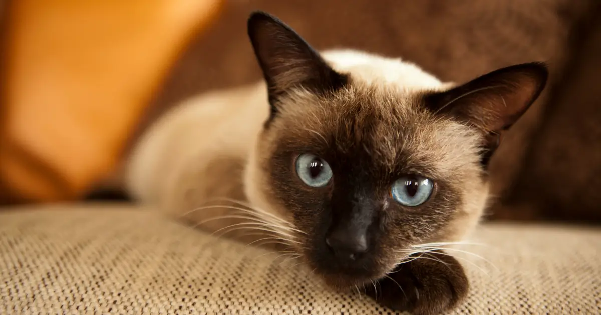 A Siamese cat meowing at its owner as an example of vocal breed tendencies.